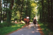 Dans la forêt