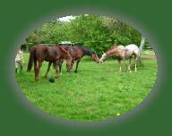 DSCF0777 * 2832 x 2128 * (1.43MB)