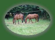 DSC00867 * 2048 x 1360 * (1.4MB)