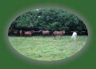 DSC00868 * 2048 x 1360 * (1.47MB)